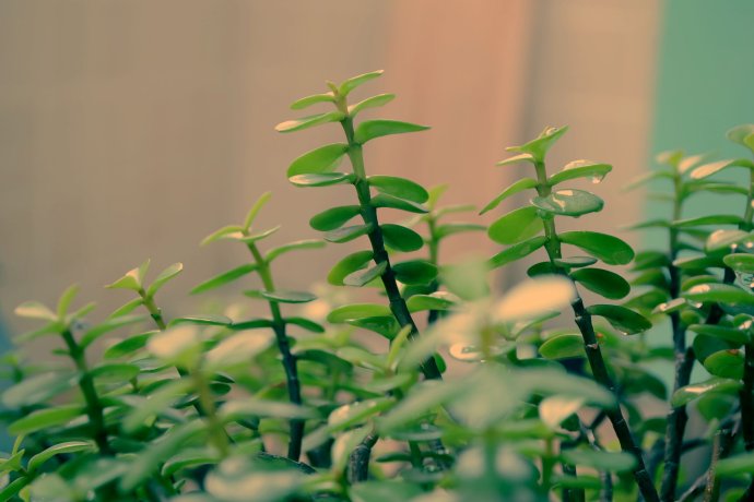 空氣凈化非常重要嗎,具體有什么樣的方式? 空氣凈化非常重要嗎,具體有什么樣的方式?
